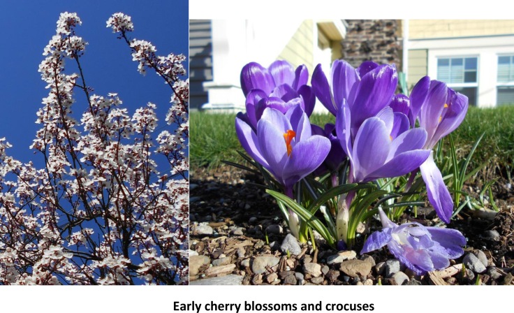 Early cherry blossoms and crocuses 2