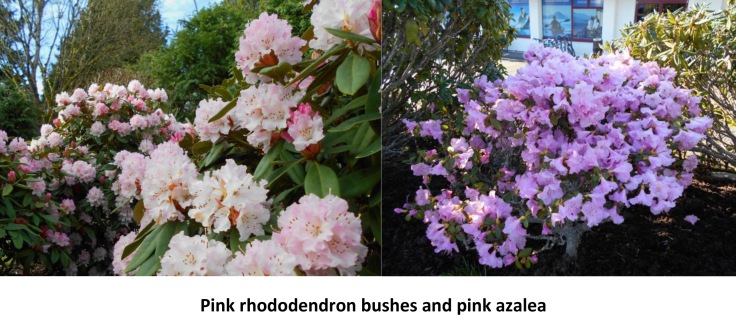 Early Pink rhododendron bushes and pink azalea